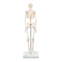 Menschliches Skelett 18 Mini